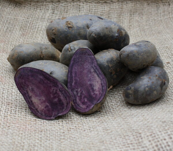Violetta